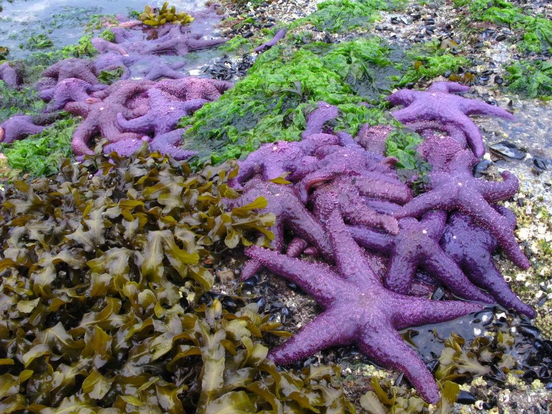 Purple_Starfish