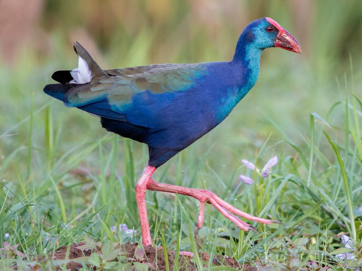 Purple_Swamphen