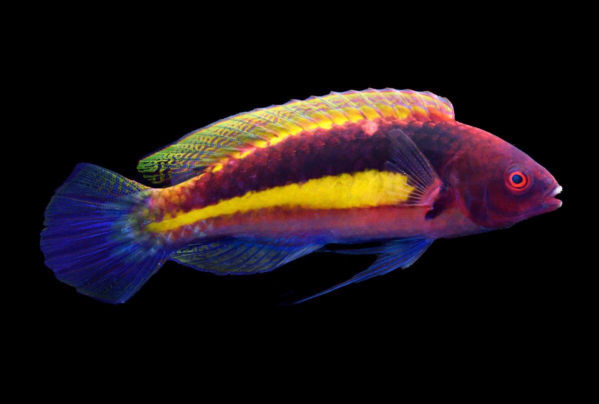 Purple_Wrasse