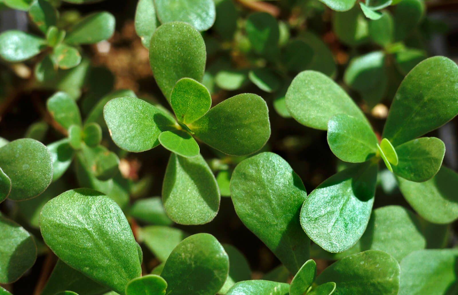 Purslane