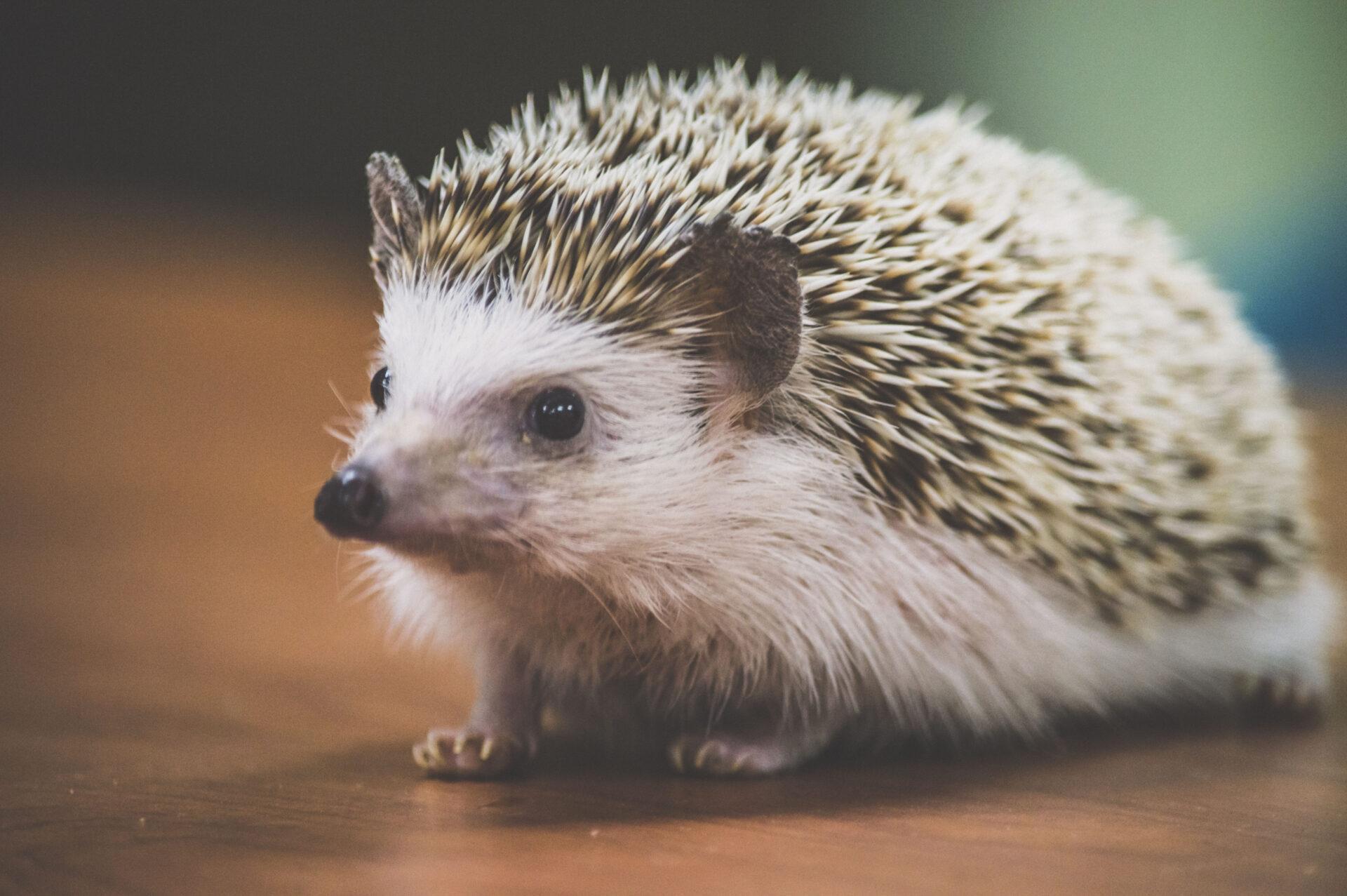 Pygmy_Hedgehog