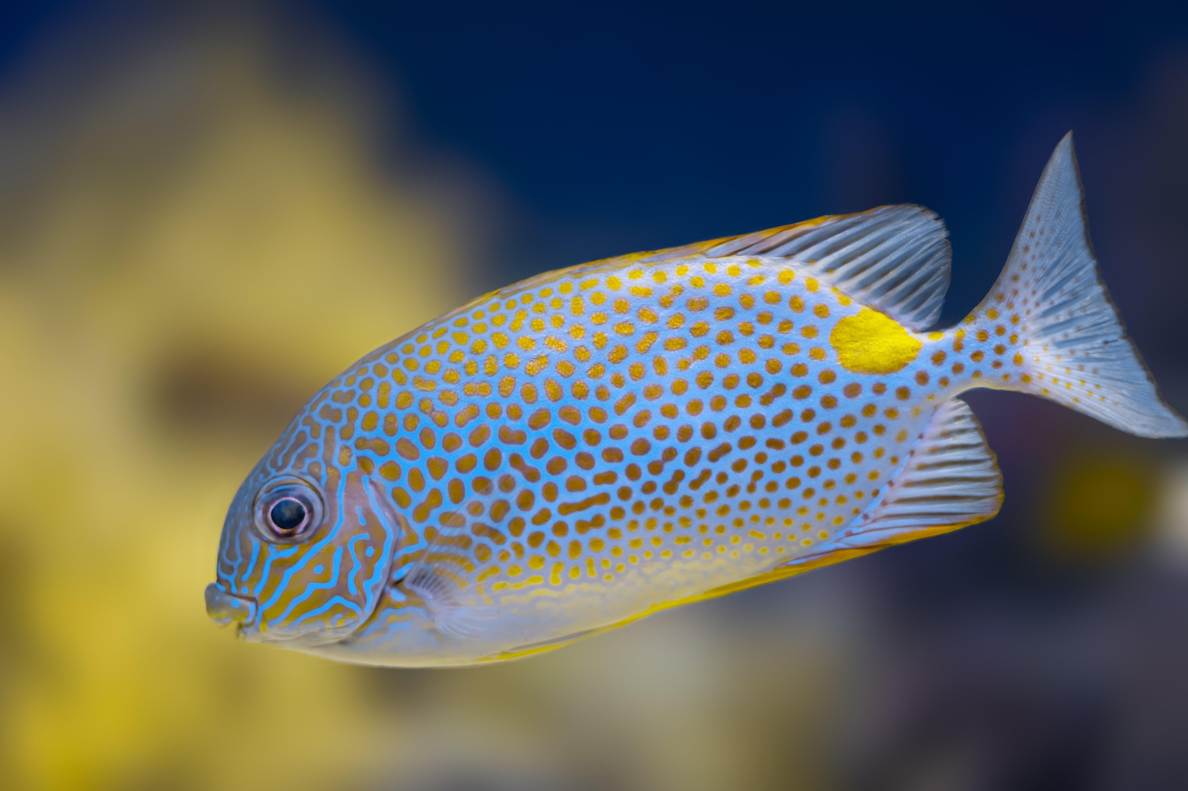 Rabbitfish