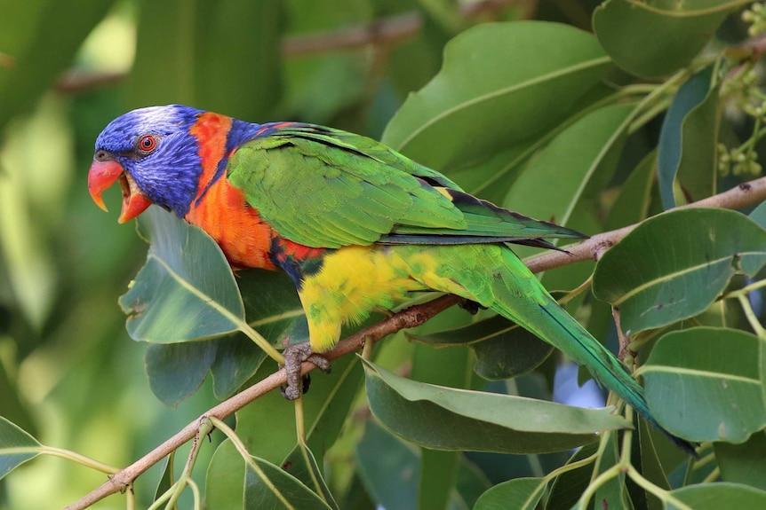 Rainbow_Lorikeet_Australia_Papua_New_Guinea