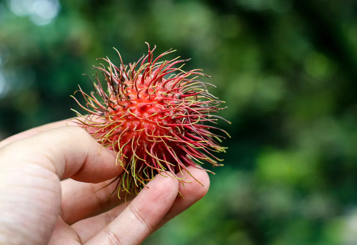 Rambutan