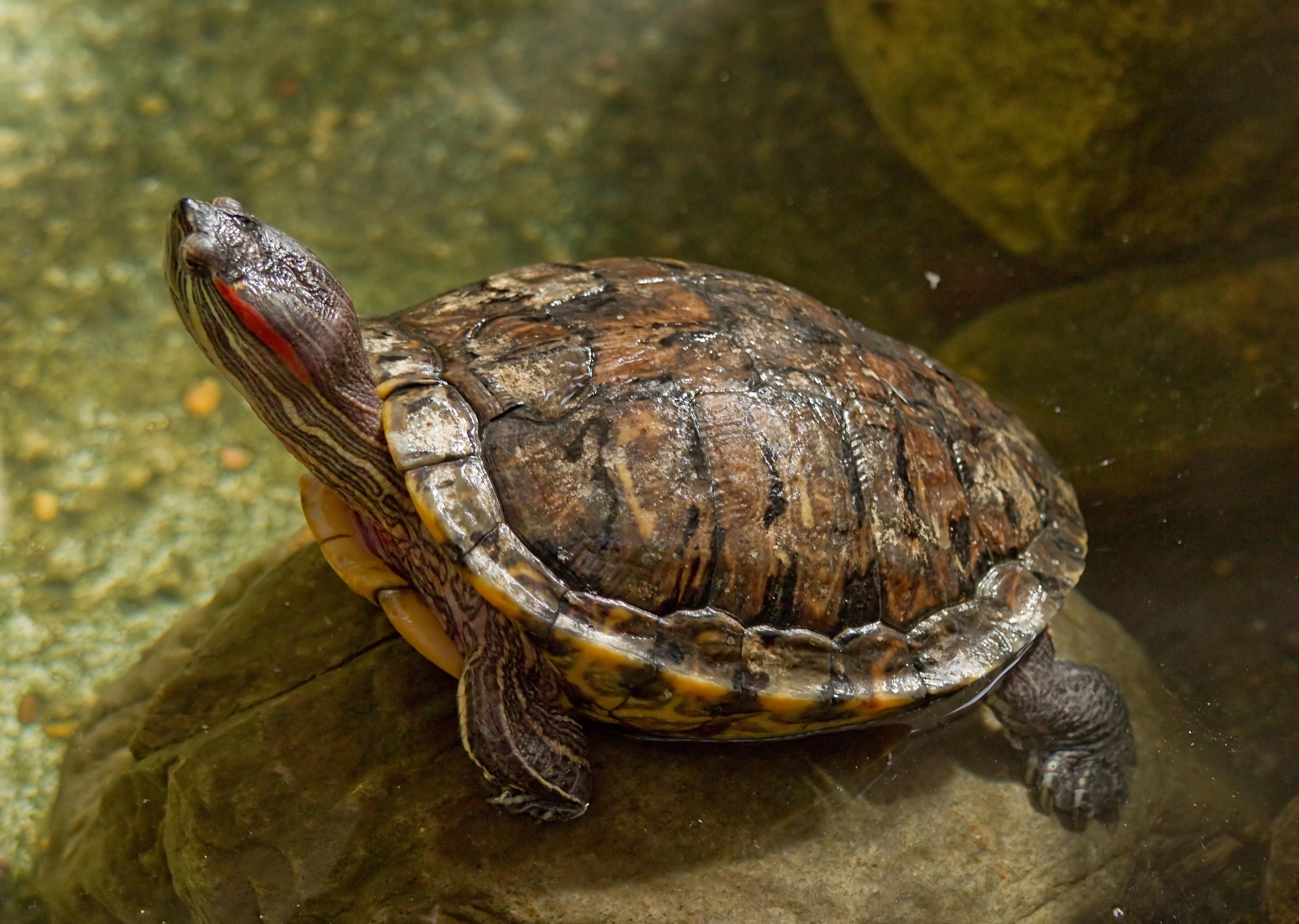 Red-Eared_Slider