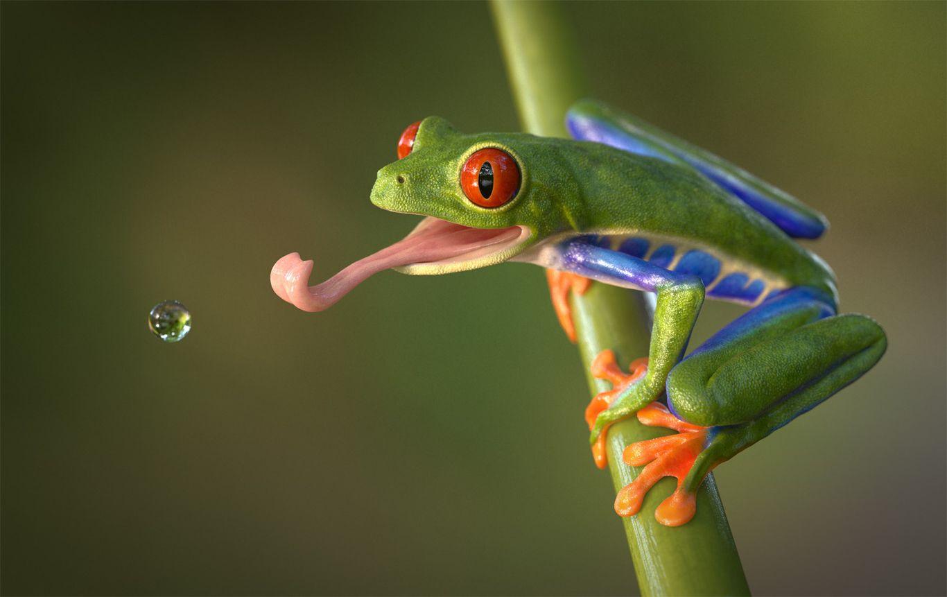 Red-Eyed_Tree_Frog