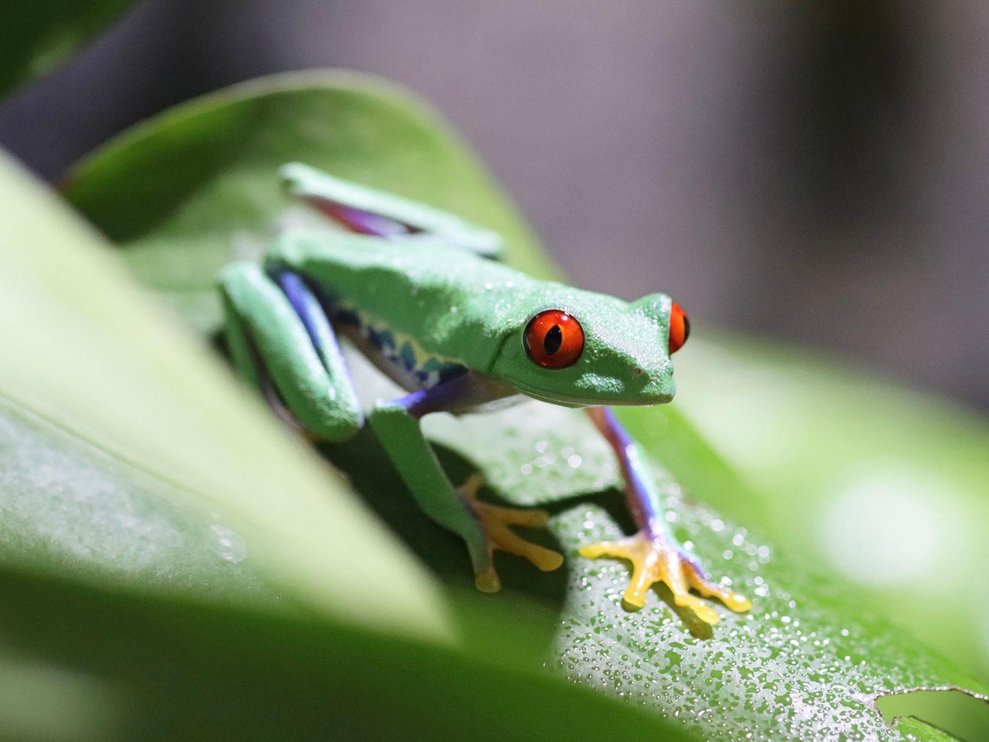 Red-Eyed_Tree_Frog_with_purple_tinges