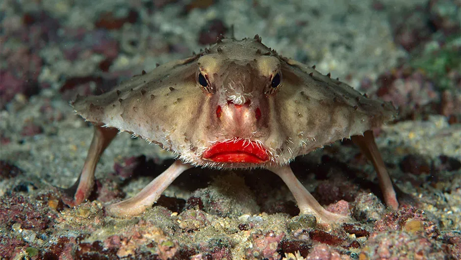 Red-lipped_Batfish