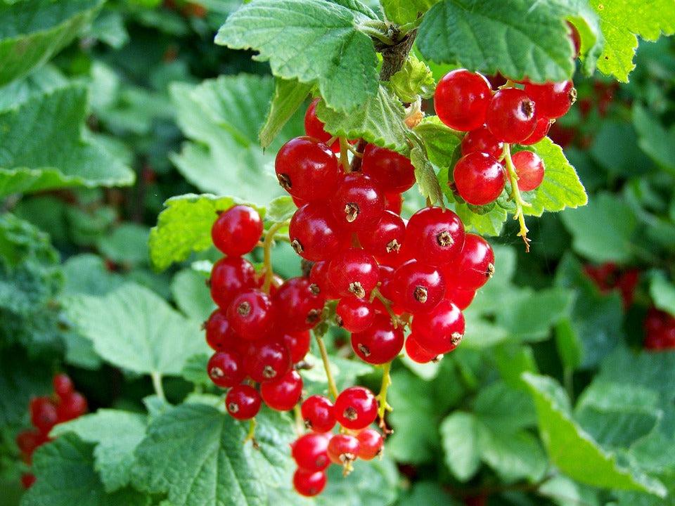 Red_Currants_Ribes_rubrum