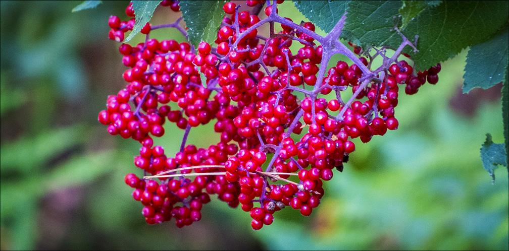 Red_Elderberries