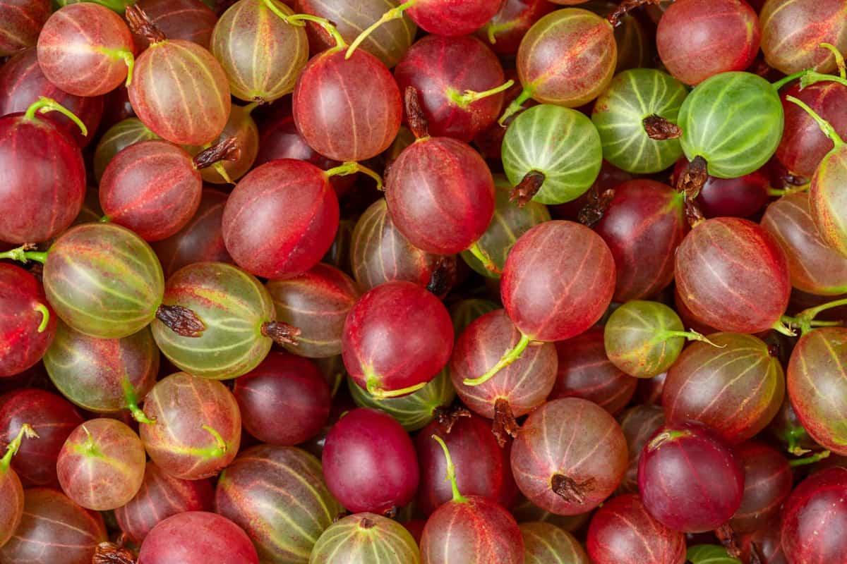 Red_Gooseberries