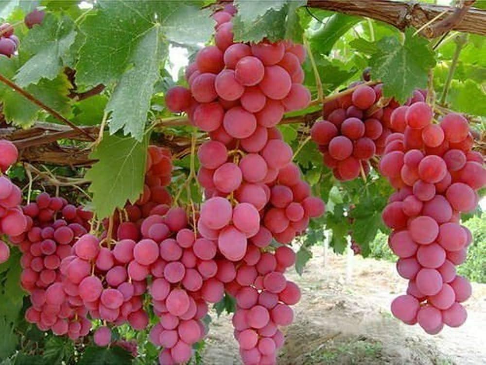 Red_Grapes