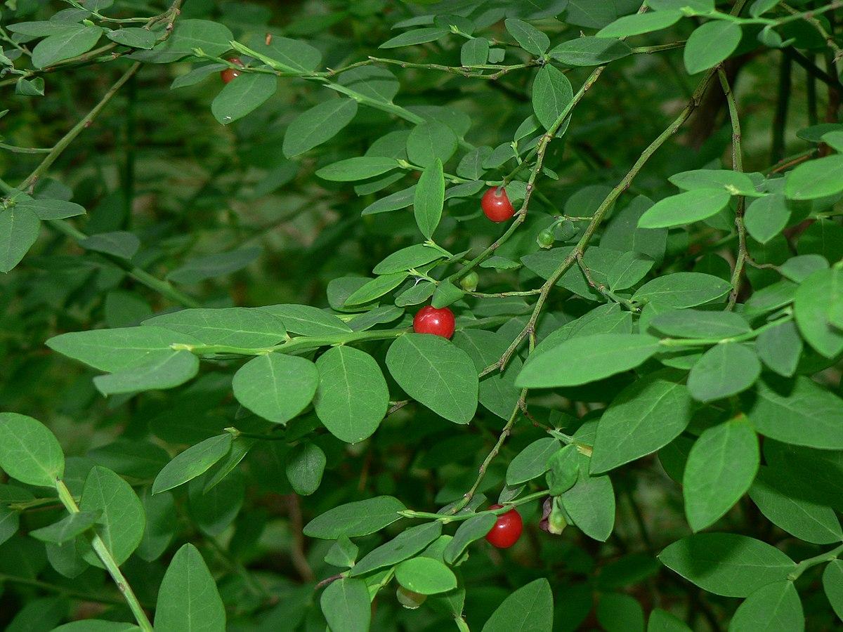 Red_Huckleberries