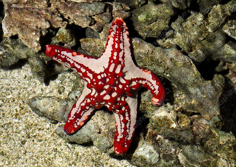 Red_Knobby_Starfish