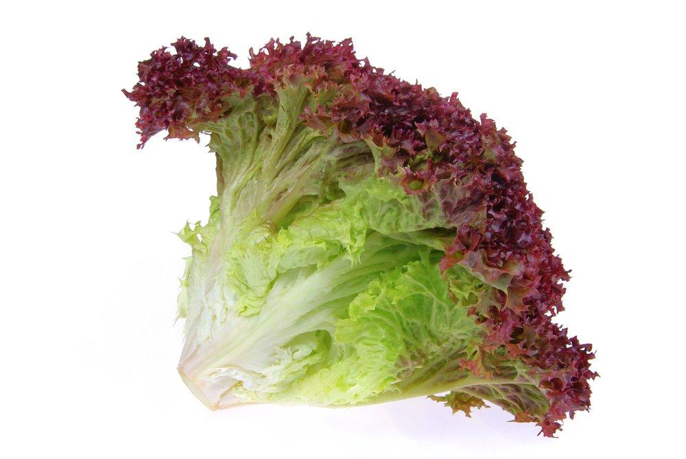 Red_Leaf_Lettuce