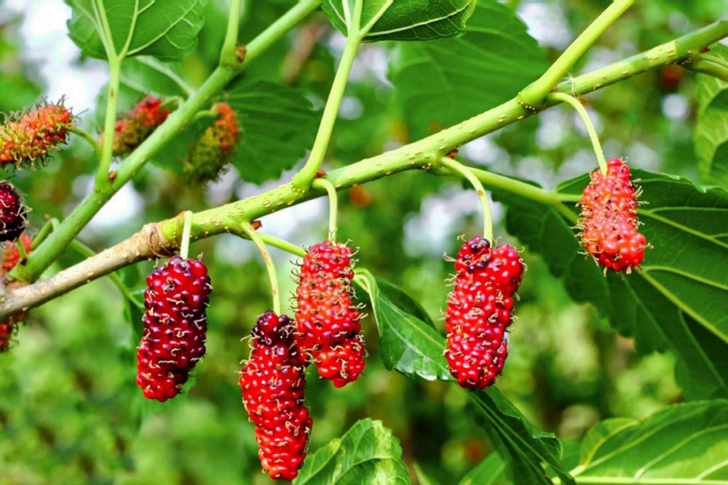 Red_Mulberries