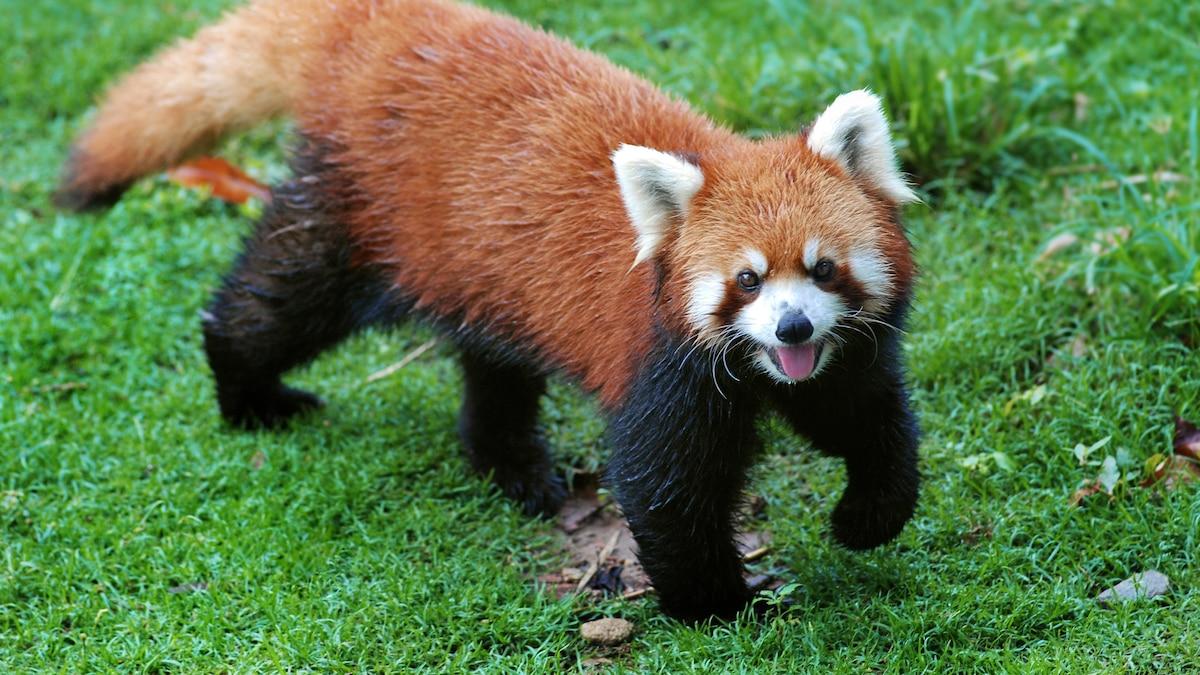 Red_Panda