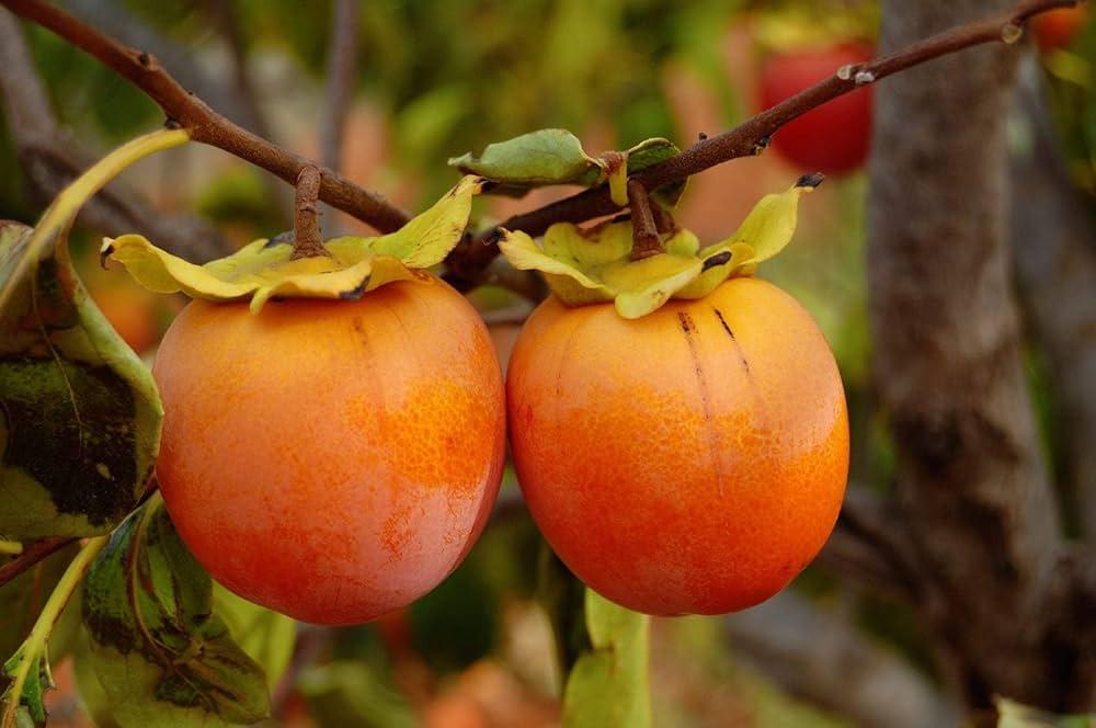 Red_Persimmons_Diospyros_kaki