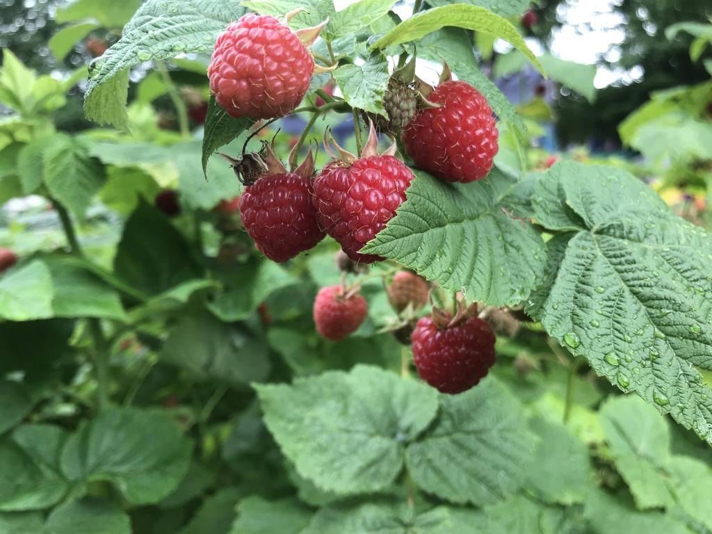 Red_Raspberries