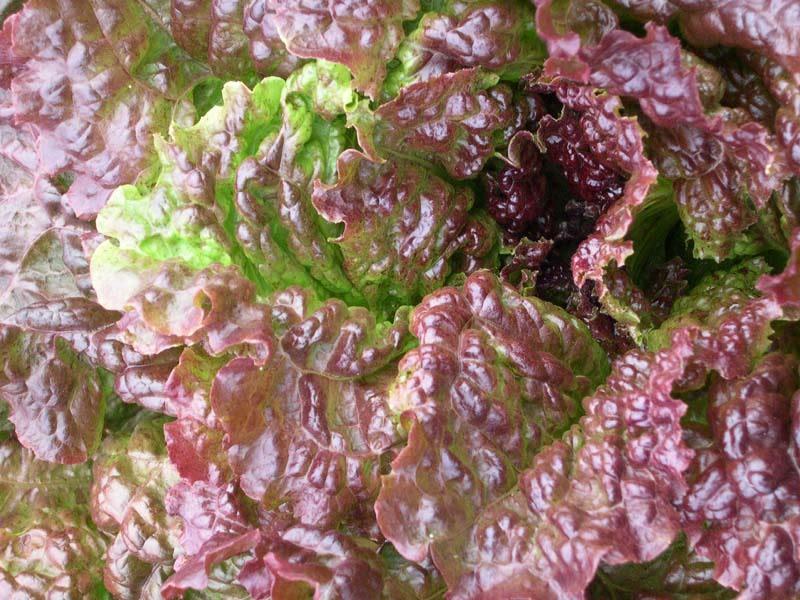 Red_Sails_Lettuce