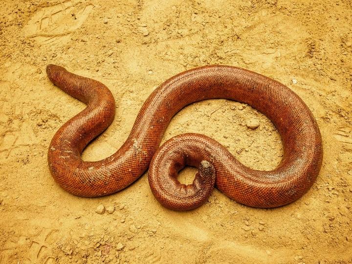 Red_Sand_Boa