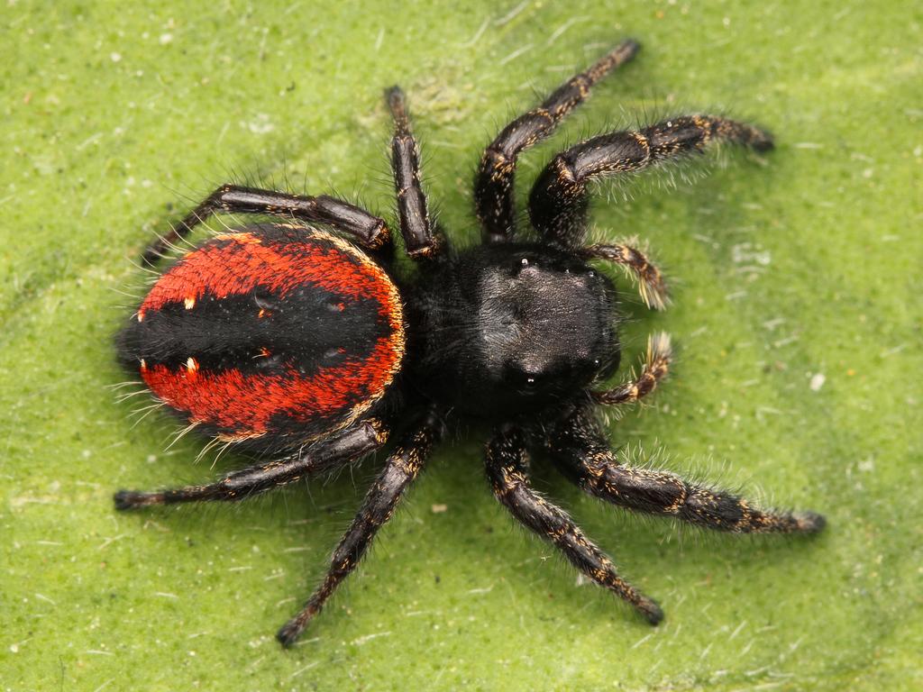 Redback_Jumping_Spider