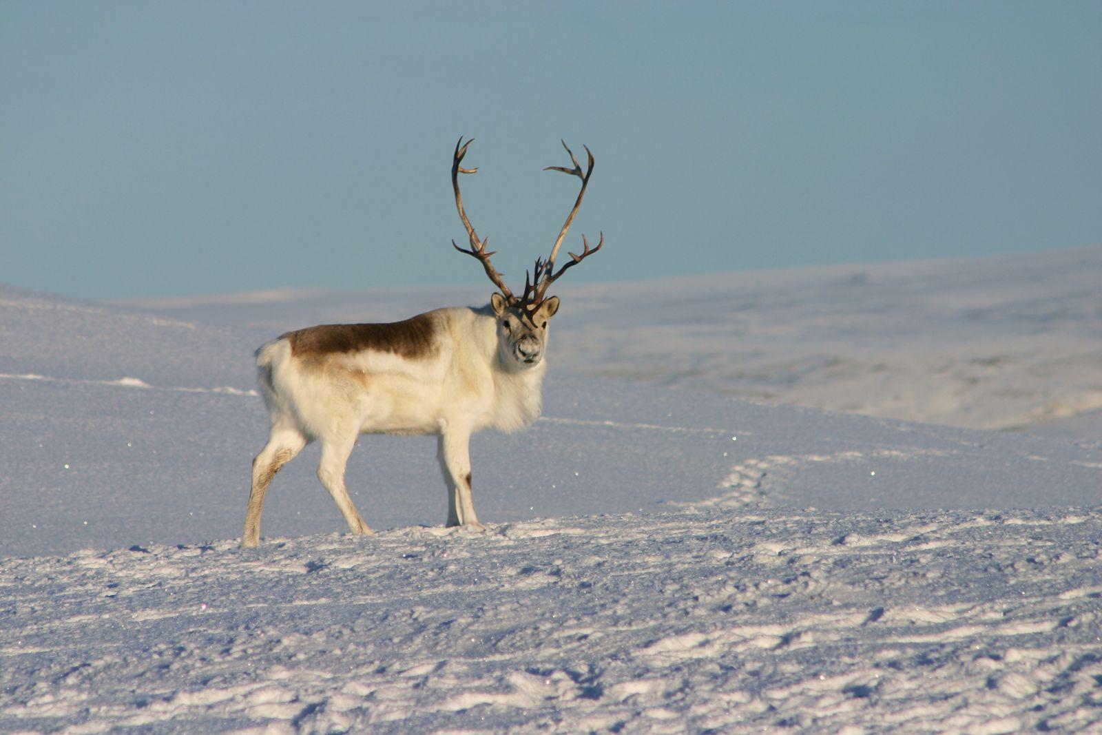 Reindeer_Caribou