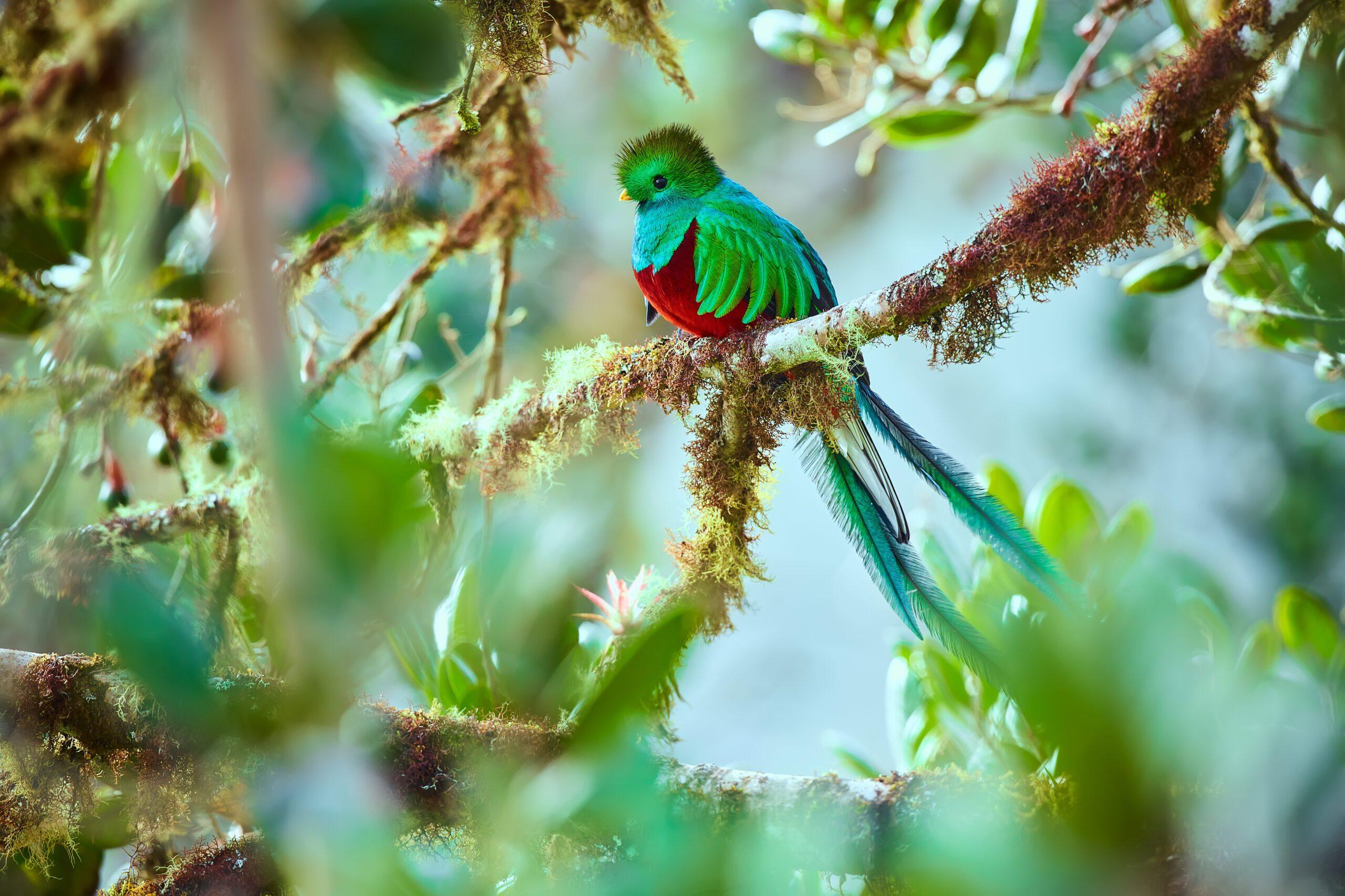 Resplendent_Quetzal_Central_America