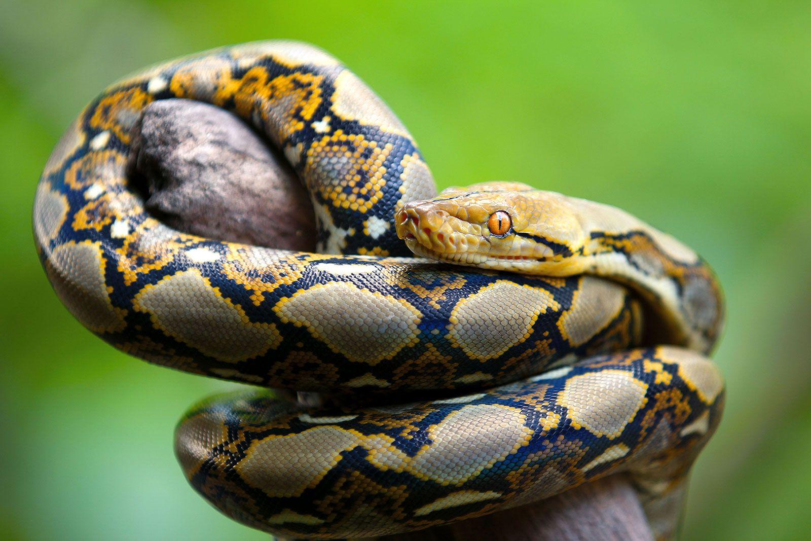 Reticulated_Python