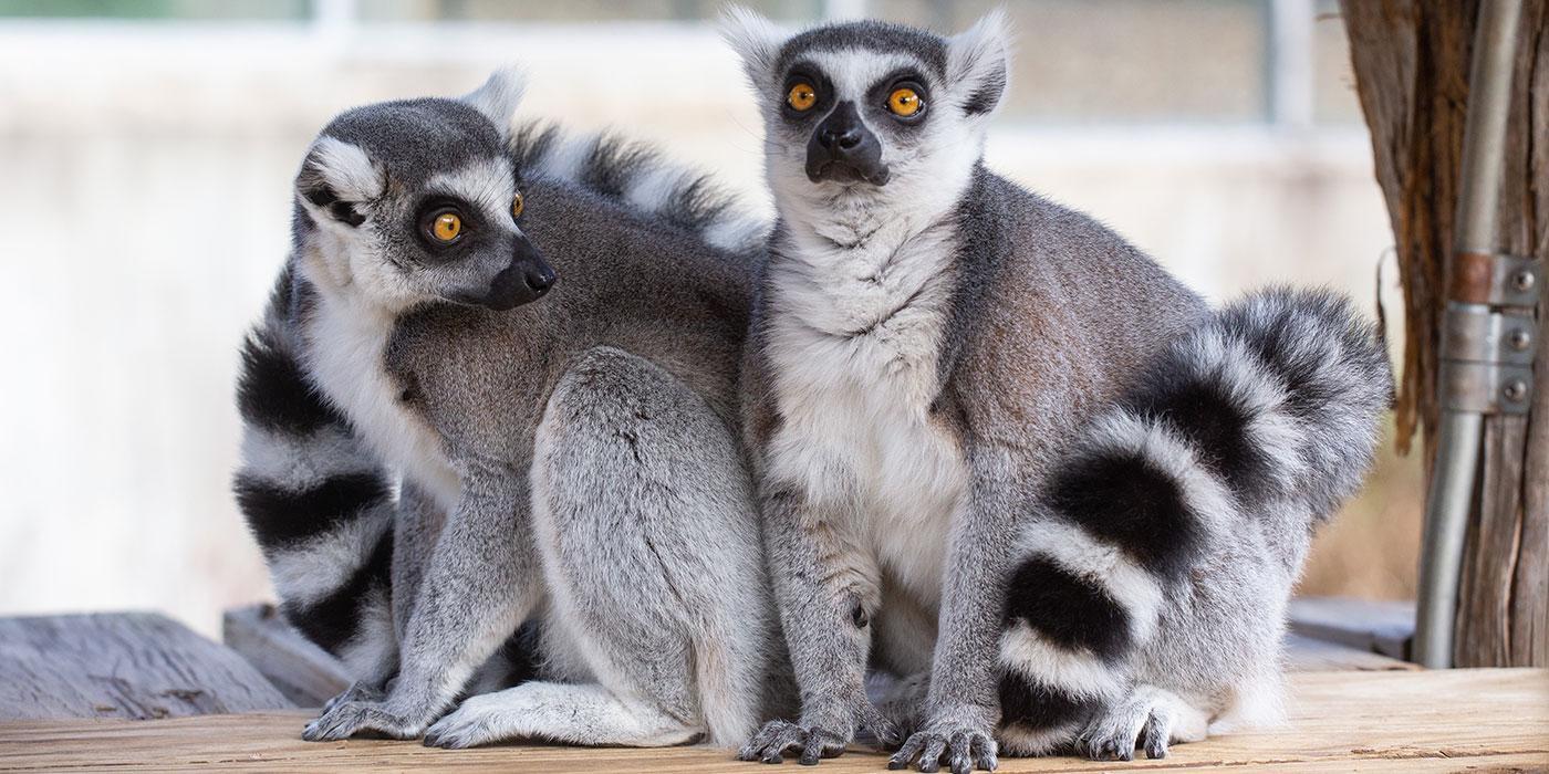 Ring-Tailed_Lemur