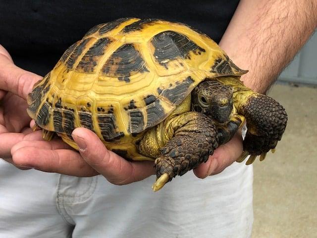 Russian_Tortoise