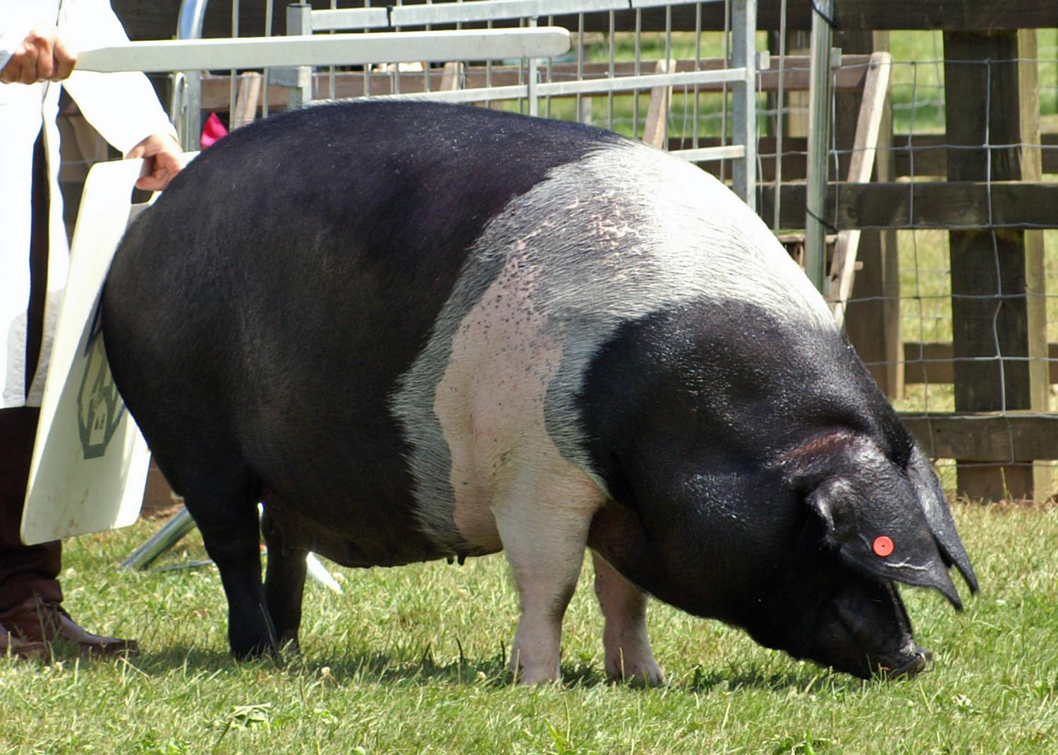 Saddleback_Pig