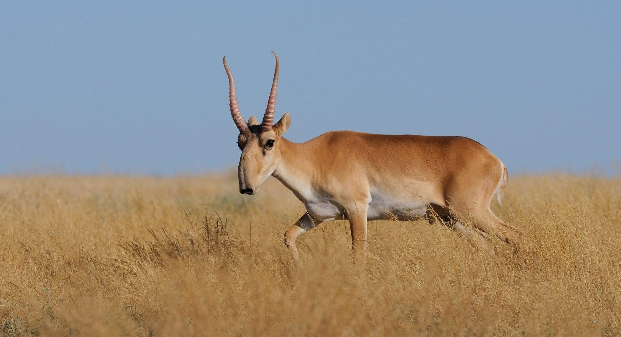 Saiga_Antelope