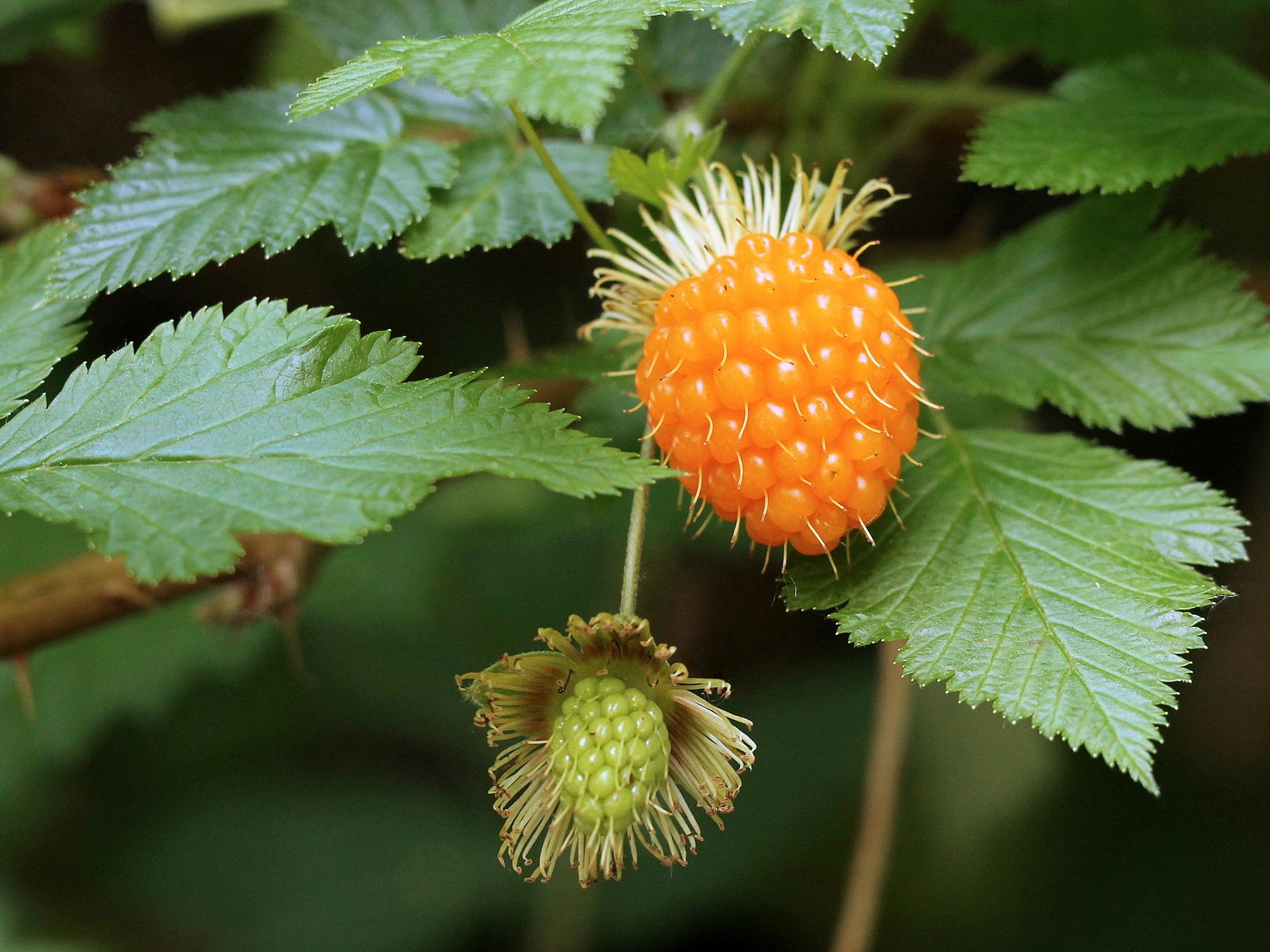 Salmonberry