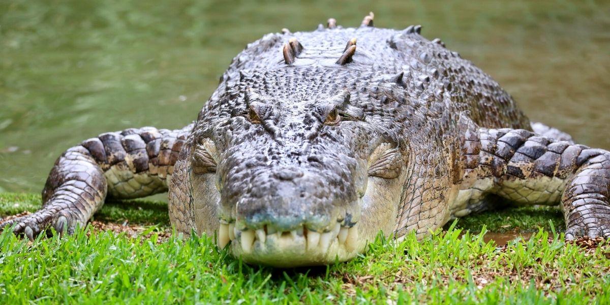 Saltwater_Crocodile