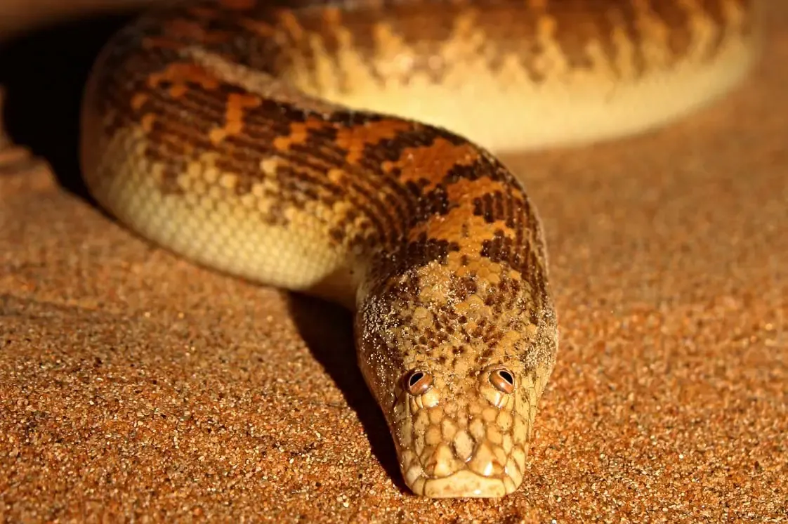 Sand_Boa