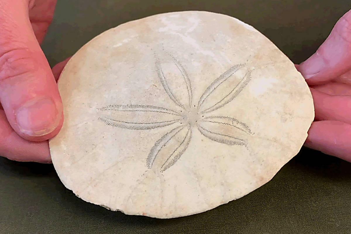 Sand_Dollar