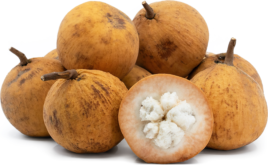 Santol