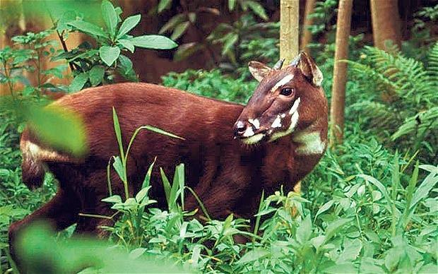 Saola