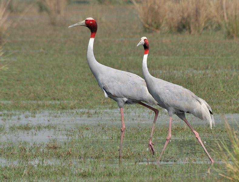 Sarus_Crane_India_Southeast_Asia