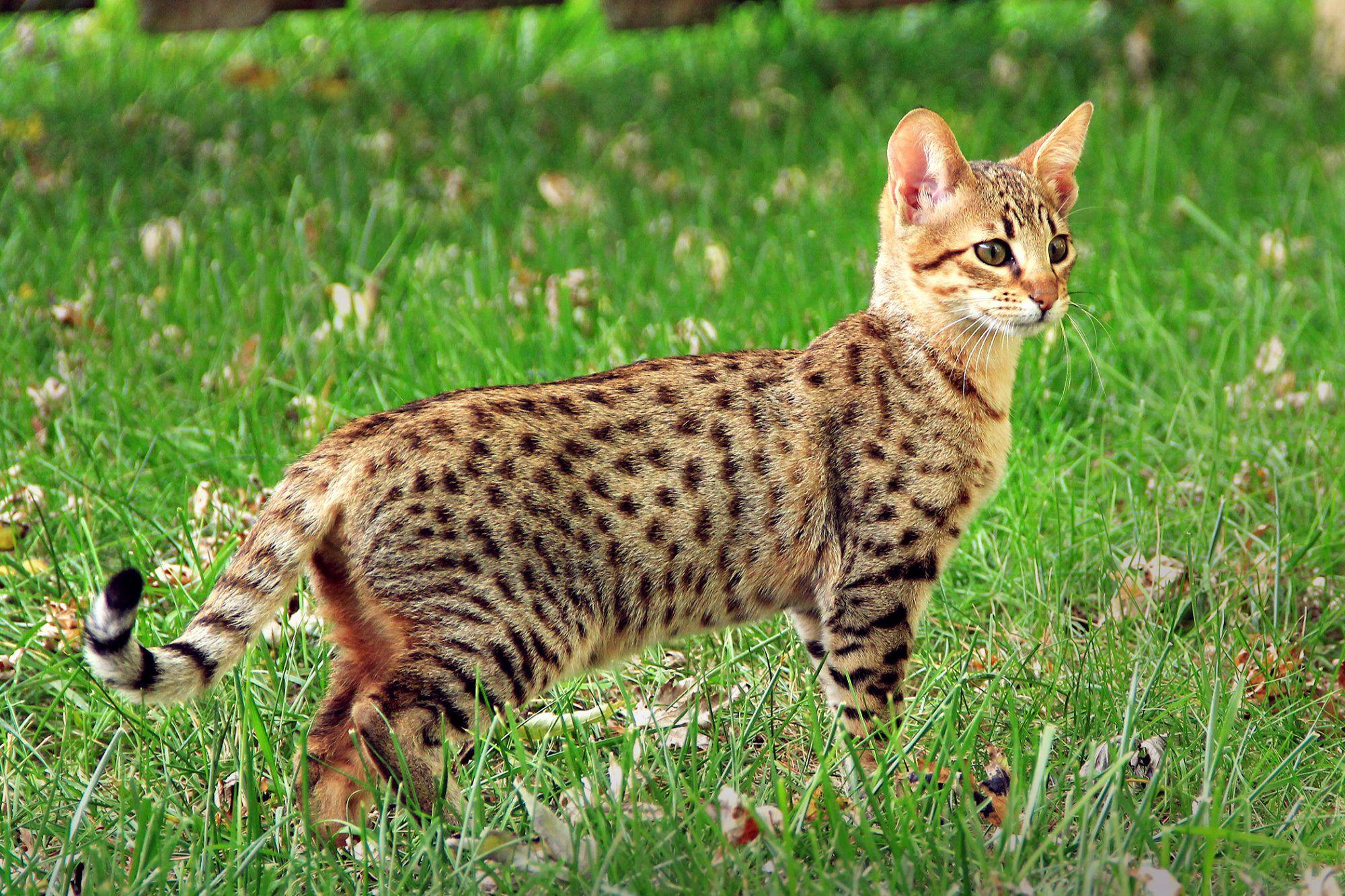 Savannah_Cat_Serval__Domestic_Cat