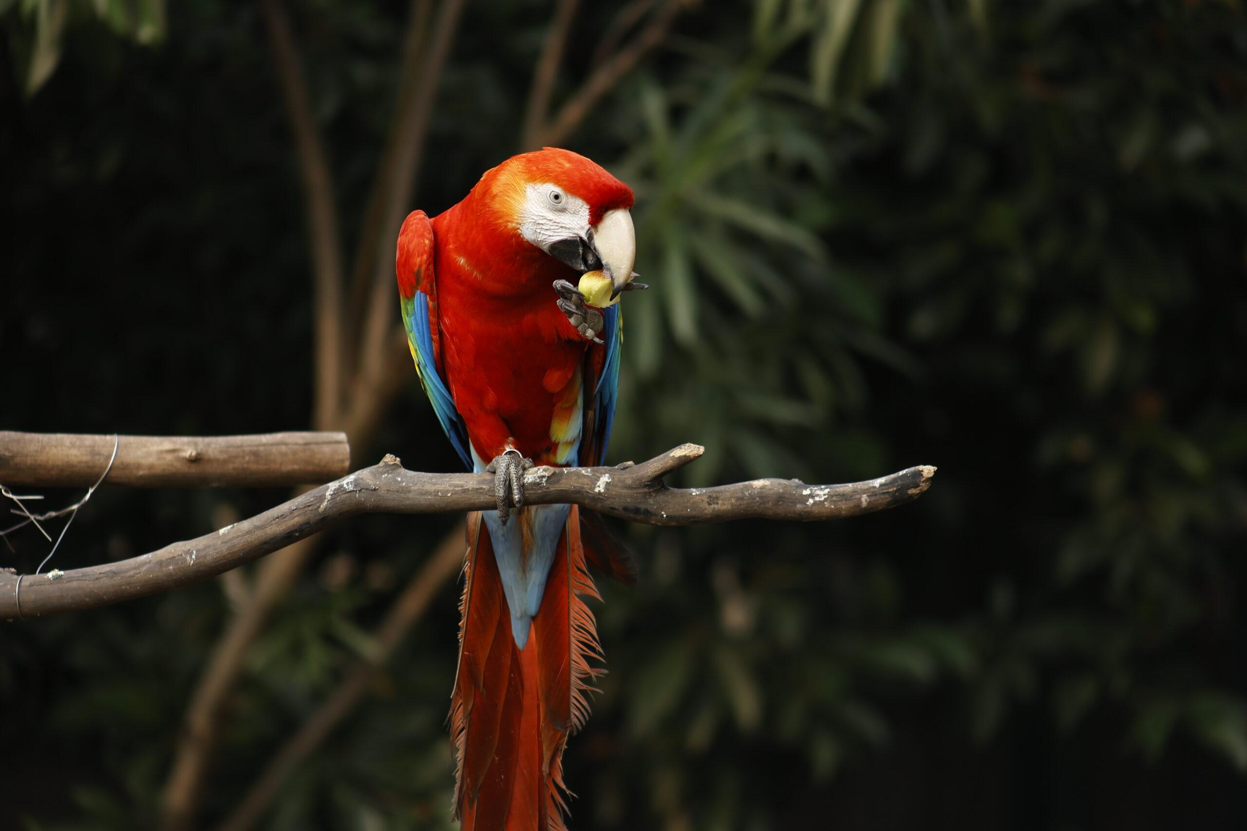 Scarlet_Macaw_Central_and_South_America