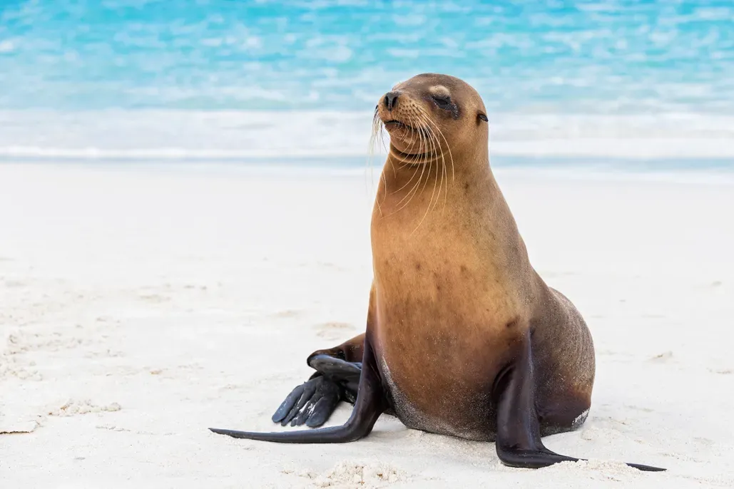 Sea_Lion