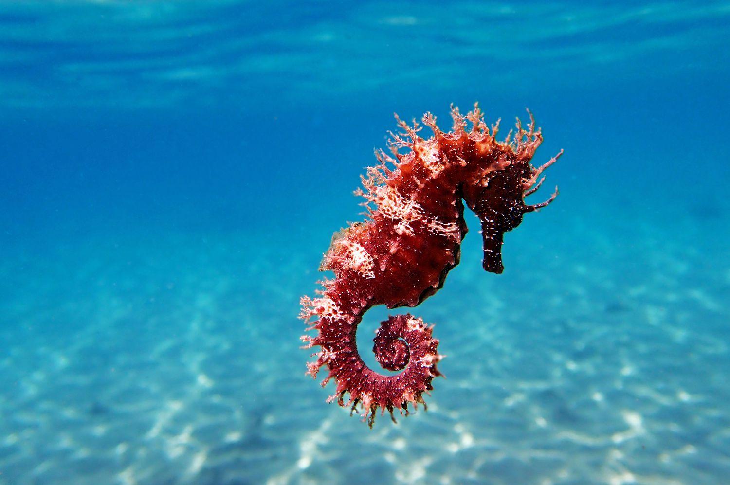 Seahorse