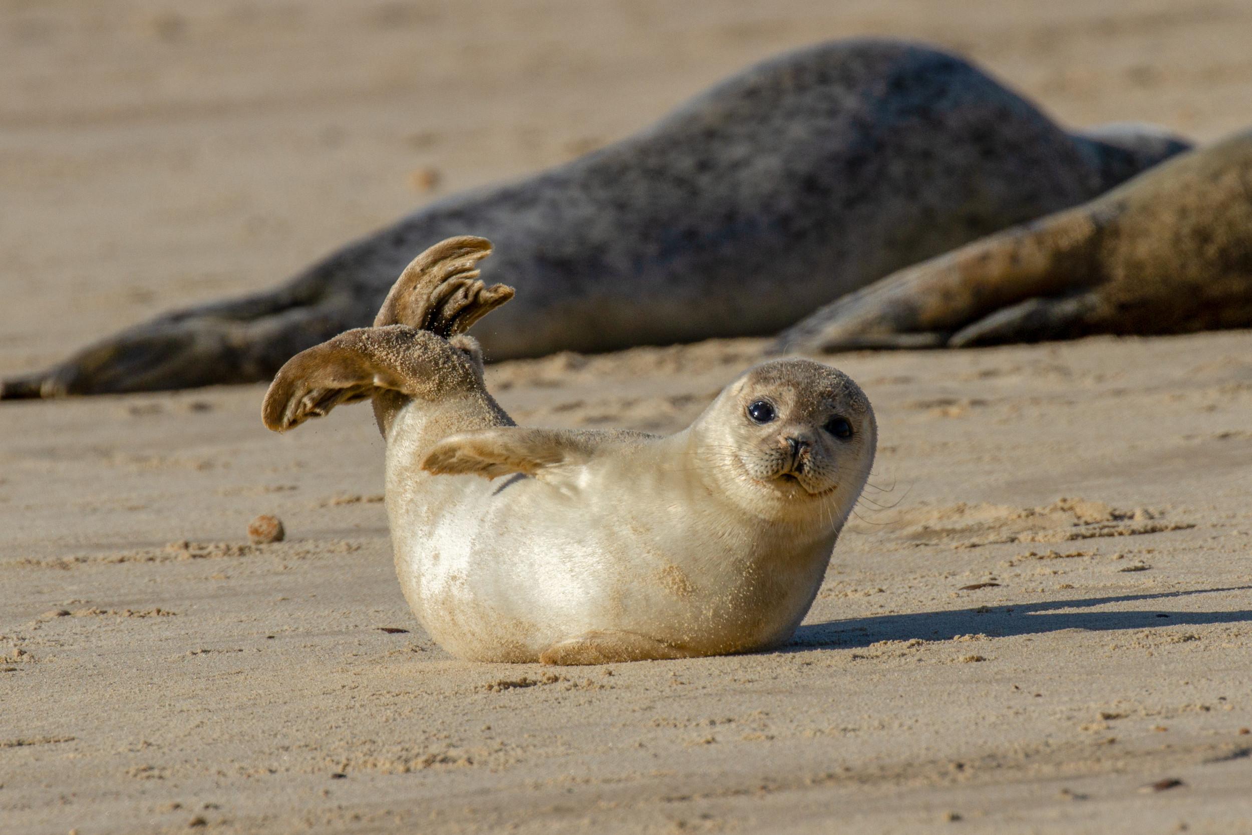 Seal_Pup