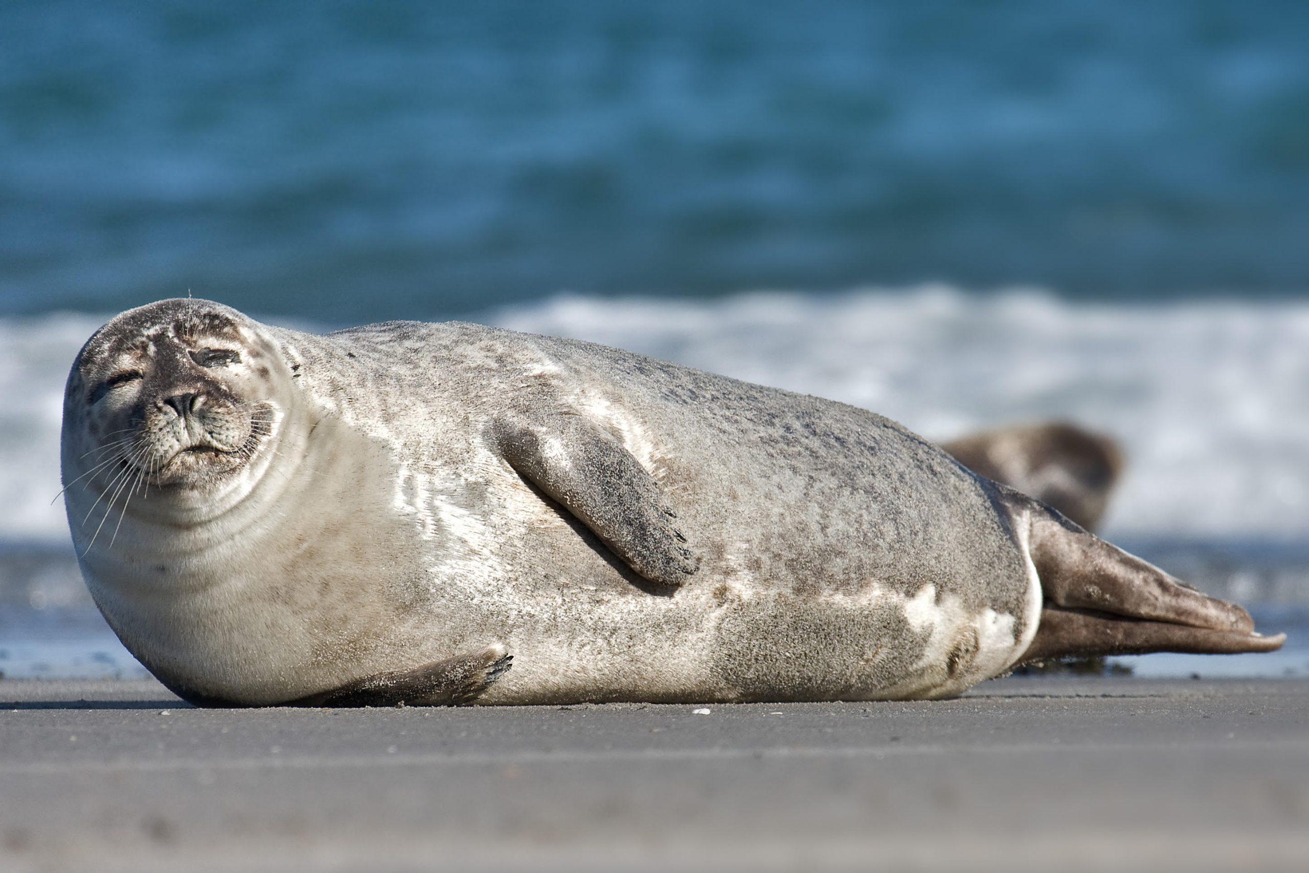 Seals