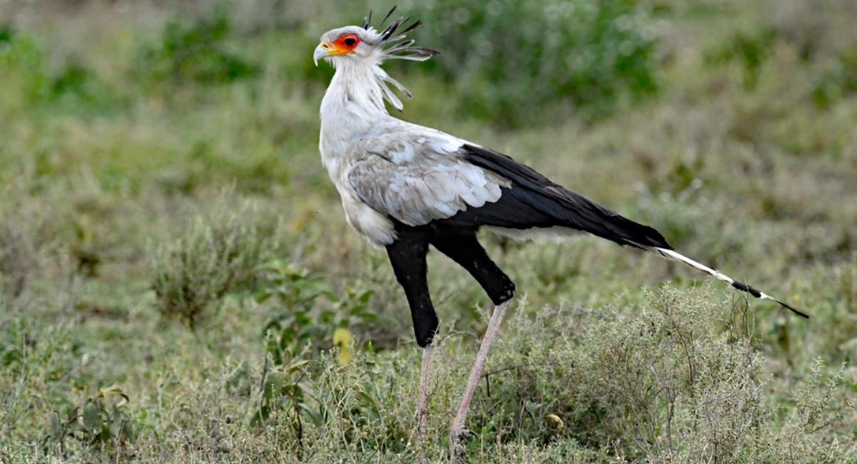 Secretary_Bird_Sub-Saharan_Africa