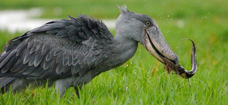 Shoebill_Stork