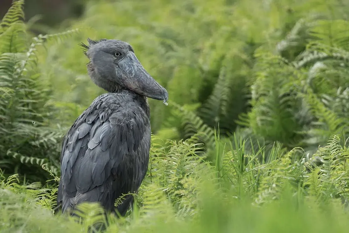 Shoebill_Stork_Central_Africa