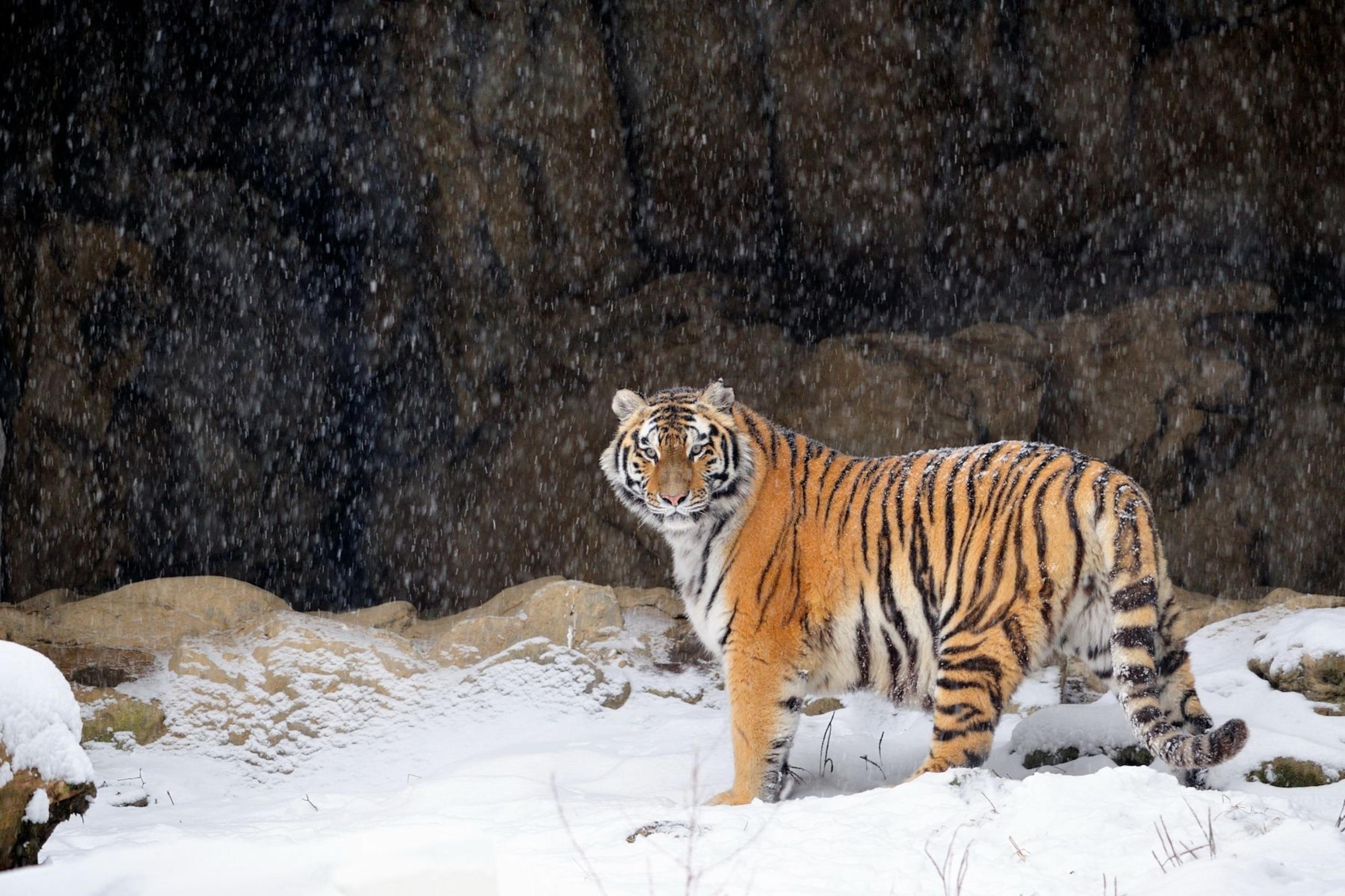 Siberian_Tiger